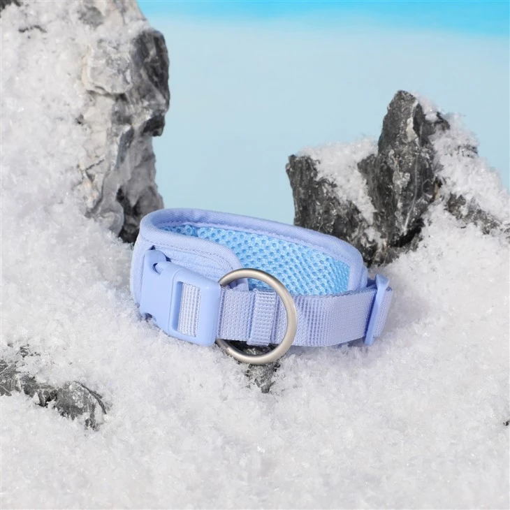 Best Dog Collar Set For Small Dogs