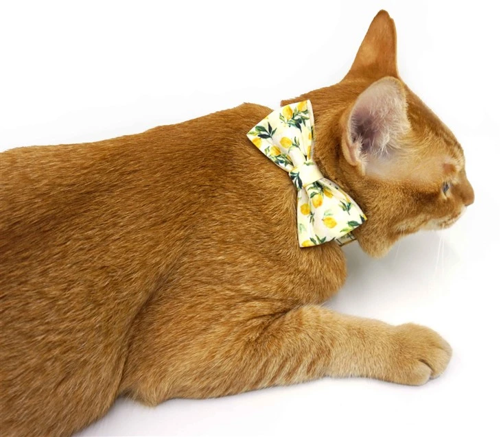 Print cat collar with bell