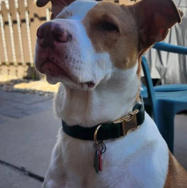 mint green pu leather dog collar