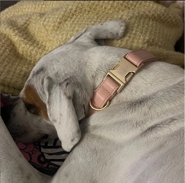 carmel leather collar