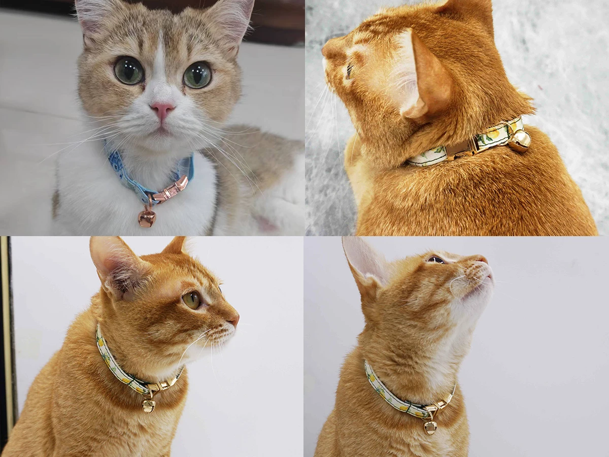 Best cat collar Best cat collar