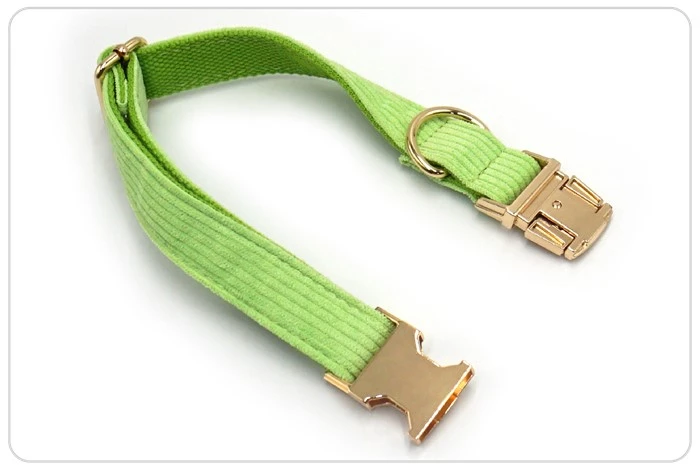 the light green metal buckle dog collar