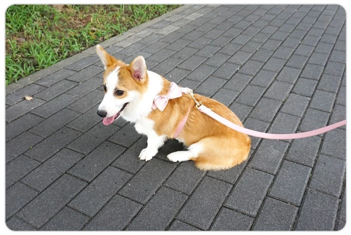 personalized velvet dog harness and leash set