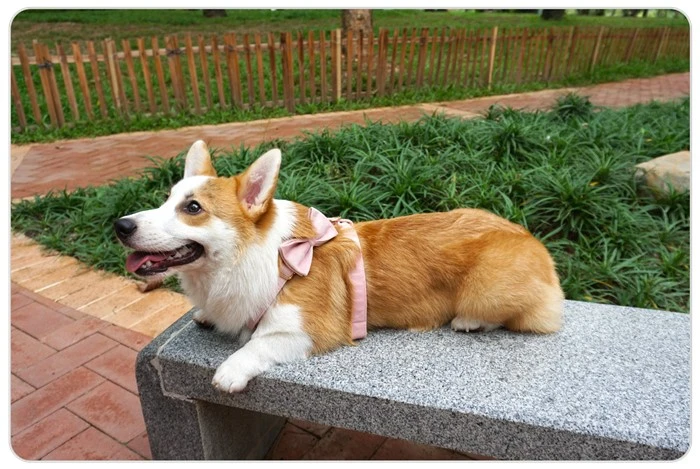 colorful personalized dog harness and leash set