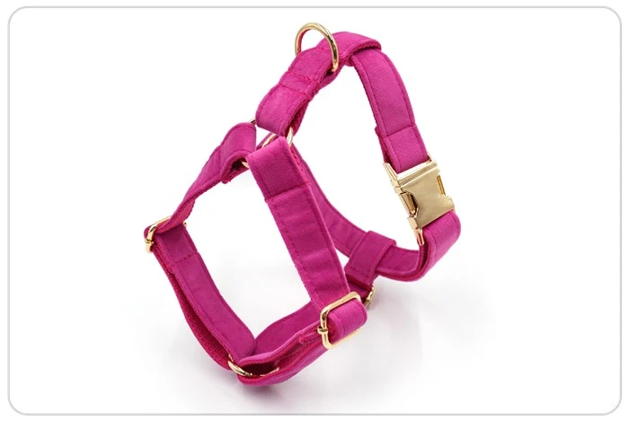 gold metal buckle velvet dog collar