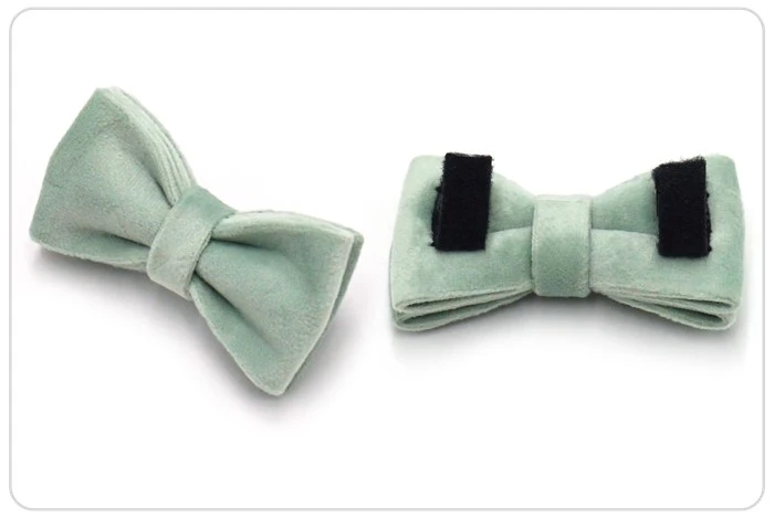 cute kitten collar and bowtie