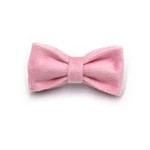 cute kitten bowtie