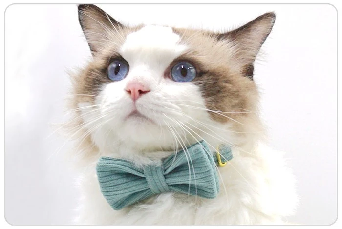 cat collar with gold bell cat collar with gold bell