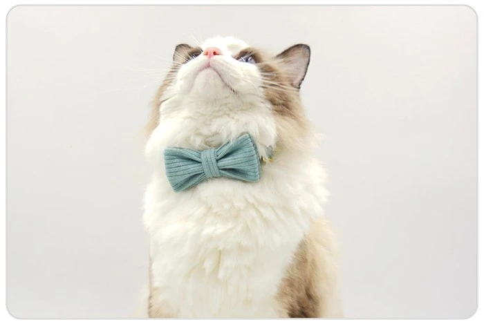 mint green breakaway cat collar