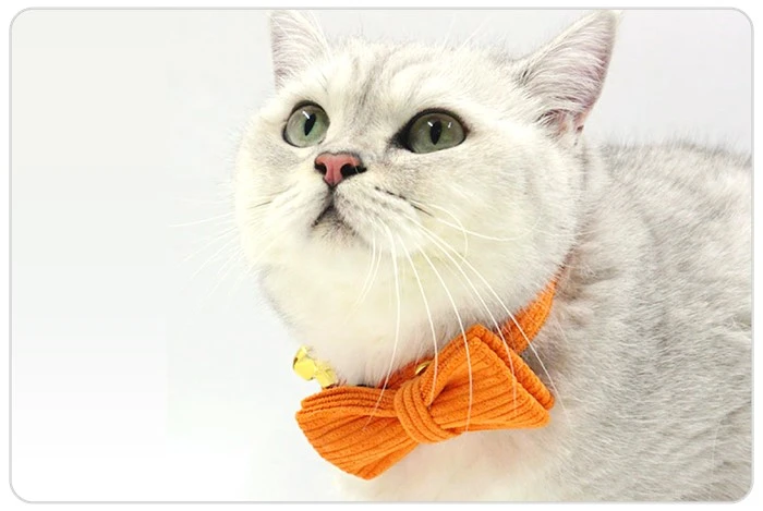 orange cat collar set orange cat collar set