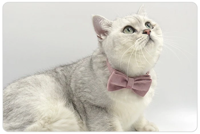 personalized cat collar personalized cat collar