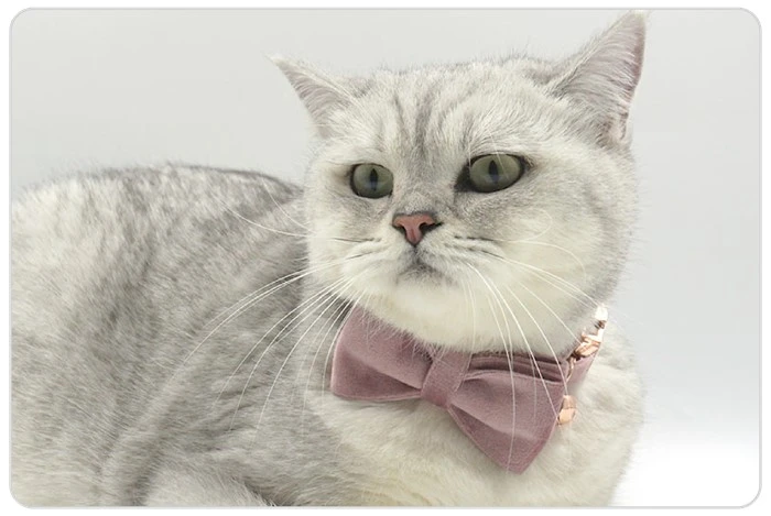 luxury velvet cat collar