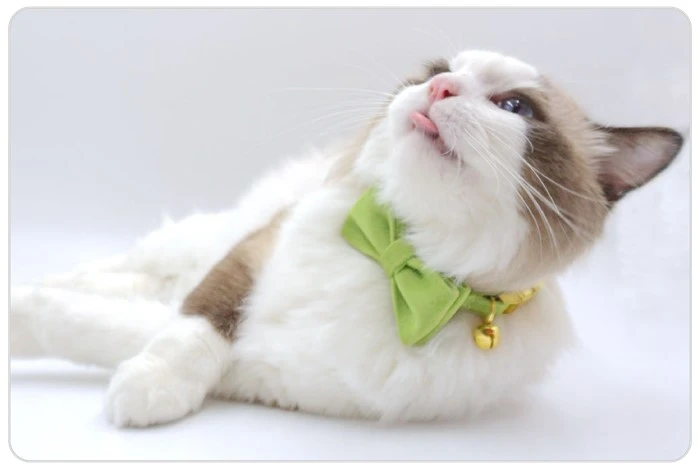 colorful kitten bowties colorful kitten bowties