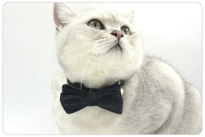 velvet cat bowtie velvet cat bowtie